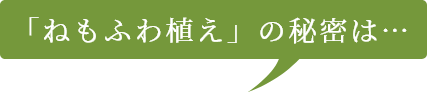 「ねもふわ植え」の秘密は…