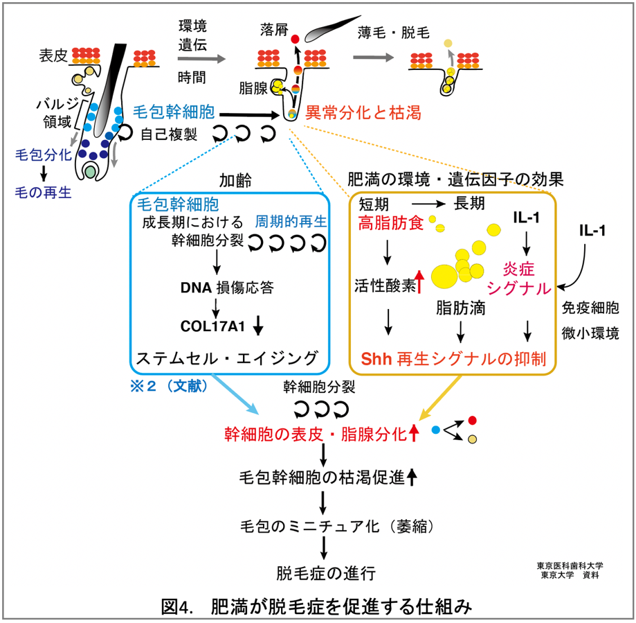 高脂肪食などによる肥満が薄毛 脱毛を促進するメカニズムの解明 幹細胞における炎症 再生シグナルの異常が毛包の萎縮を引き起こす アデランス